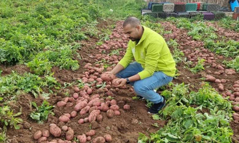 Programme Al Moutmir d’OCP : les cultures maraîchères améliorent leur rendement jusqu’à 21%